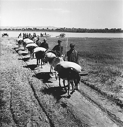 <p>　　1961年，中卫县宣和公社马滩大队第五生产队组织一批人畜力积极交送公粮。　　　　　　　　　　　　　　买世杰　摄</p>