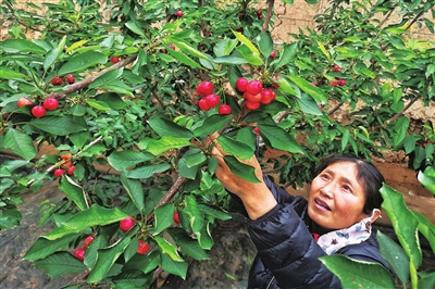 3月18日，在贺兰县习岗镇新平园区樱桃大棚里，农户正在采摘樱桃。据介绍，该园区的樱桃相比宁夏其他地方，提前3个月上市，价格120元/斤。本报记者  季正  摄