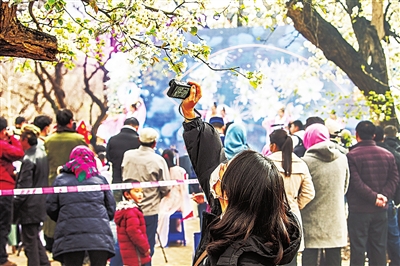     游客拍摄梨花。