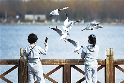 3月14日，在银川海宝公园，市民正在拍摄红嘴鸥。随着气温回升，候鸟返回“塞上江南”，多个公园的湖面上鸟儿自由翱翔，成为银川春季独特的风景。 

    本报记者  季正  摄