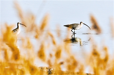 <p>　　白腰杓鹬在沙湖湿地栖息。</p>