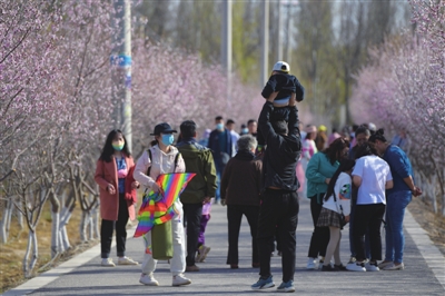 4月5日，在银川市西夏区110国道与北京西路交叉口东北角，市民正在赏花。国道边上的百米桃花走廊，成为假期市民出行打卡热门地。　本报记者  季正  摄