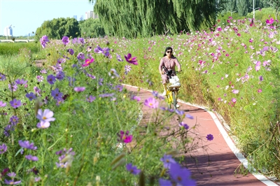 9月5日，在银川市金凤区典农河畔，一位市民骑车穿行而过。入秋后，气温适宜，典农河畔景色宜人，吸引了众多市民前去赏花观景。 本报记者  季正  摄