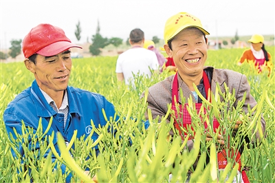 吴忠市红寺堡区的黄花菜产业，不仅帮助种植户走上致富路，也带动周边群众实现家门口就业。（资料图片）  本报记者 马照刚 摄