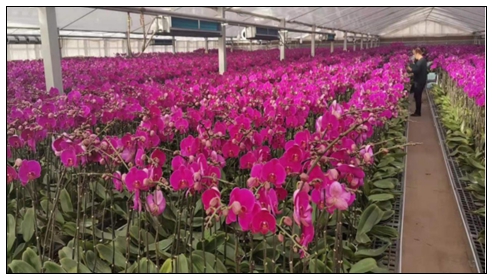 银川国际鲜花港3.jpg