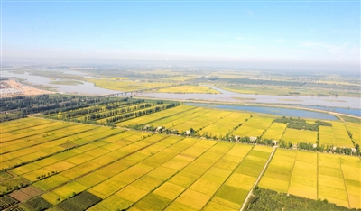 <p>　　稻花香里</p>