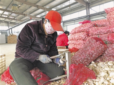 <p>　　在滨河五村的大蒜加工厂，张小琴耐心地压蒜，用自己勤劳的双手创造人生价值。</p>