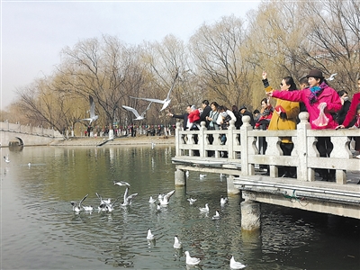 <p>  银川市民在燕鸽湖公园投喂红嘴鸥。</p>