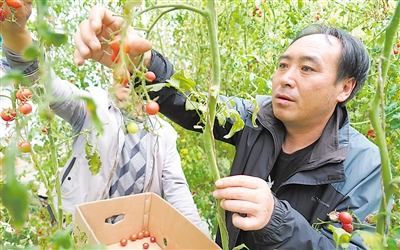 <p>　　红河村致富带头人王正军在承包的大棚里采摘小番茄。</p>