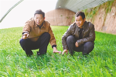 <p>　　设施温棚里，常明杰（左）查看韭菜生长情况。</p>