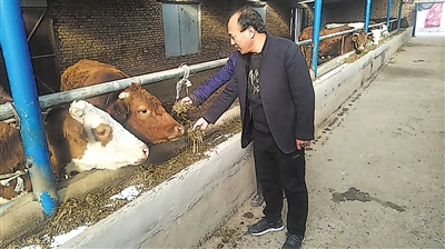 <p>　　张虎在养殖户家喂牛吃科学配置的饲料。</p>
