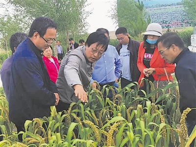 <p>　　李海洋（左二）组织技术人员观摩覆膜穴播谷子技术。</p><p>　　（本版图片均由受访者提供）　　</p>