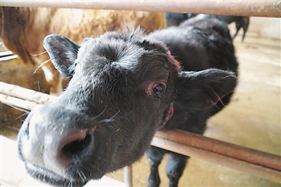 <p>　　肉牛膘肥体壮。</p>