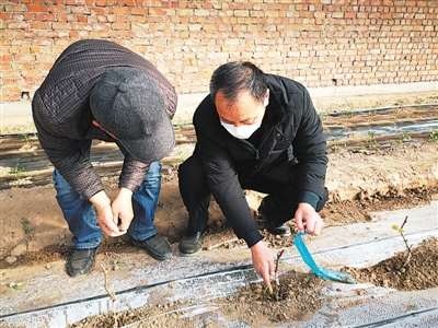 <p>　　张国庆在棚内为果农指导技术要点。　　　　　　　　　　（图片由自治区林草局提供）</p>