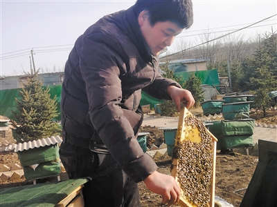 <p> 中华蜂开始寻找蜜源。</p>