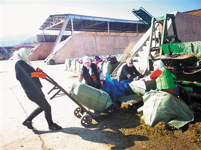 <p> 饲草配制成就养牛致富梦想。</p>