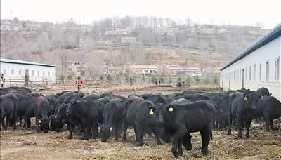 <p> 泾源从澳大利亚引进500头安格斯母牛。</p>