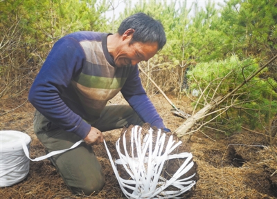 <p>　　4月7日，泾源县黄花乡村民正在为客户起挖苗木。泾源县每年外销3000多万株苗木，当地农民经营苗木年收入近1亿元。本报记者　党硕　实习生　樊帆　摄</p>