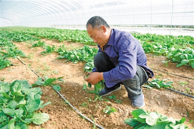 <p>　　常沟村村民高文举在大棚里采收蔬菜。</p>