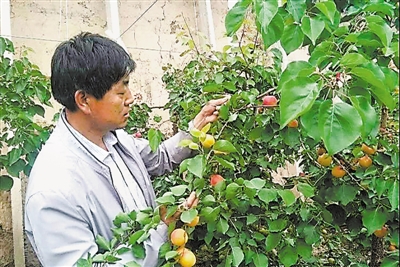 <p>　　胡志信和他的大棚鲜杏。　　　　　　　　　　　　　　　　　　（图片由受访者提供）</p>
