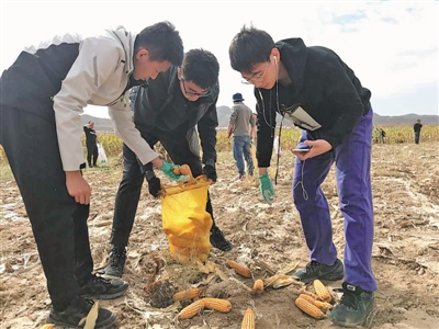 <p>　　帮助农民收玉米。</p>