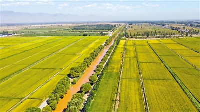 <p>　　青铜峡市第二农场渠灌域。宁夏水资源稀少，用水权改革是推动实现水资源节约集约高效利用的“关键一招”。　本报记者　裴云云　摄</p>
