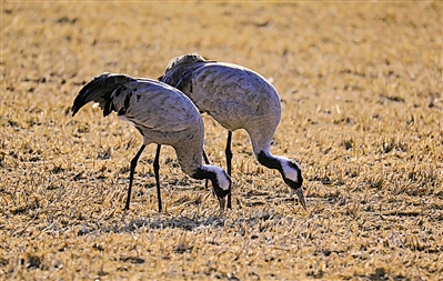 <p>　　觅食。</p>