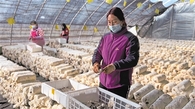 在吴忠市利通区高闸镇高闸村菌菇产业致富带头人孵化基地，工人们在采摘蘑菇。