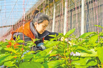 马嘉欣通过实地调研，了解村民在农业生产中遇到的困难和问题，并积极寻求解决方案。