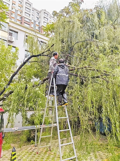 银川市兴庆区康华园南区，物业公司工作人员修剪柳树。