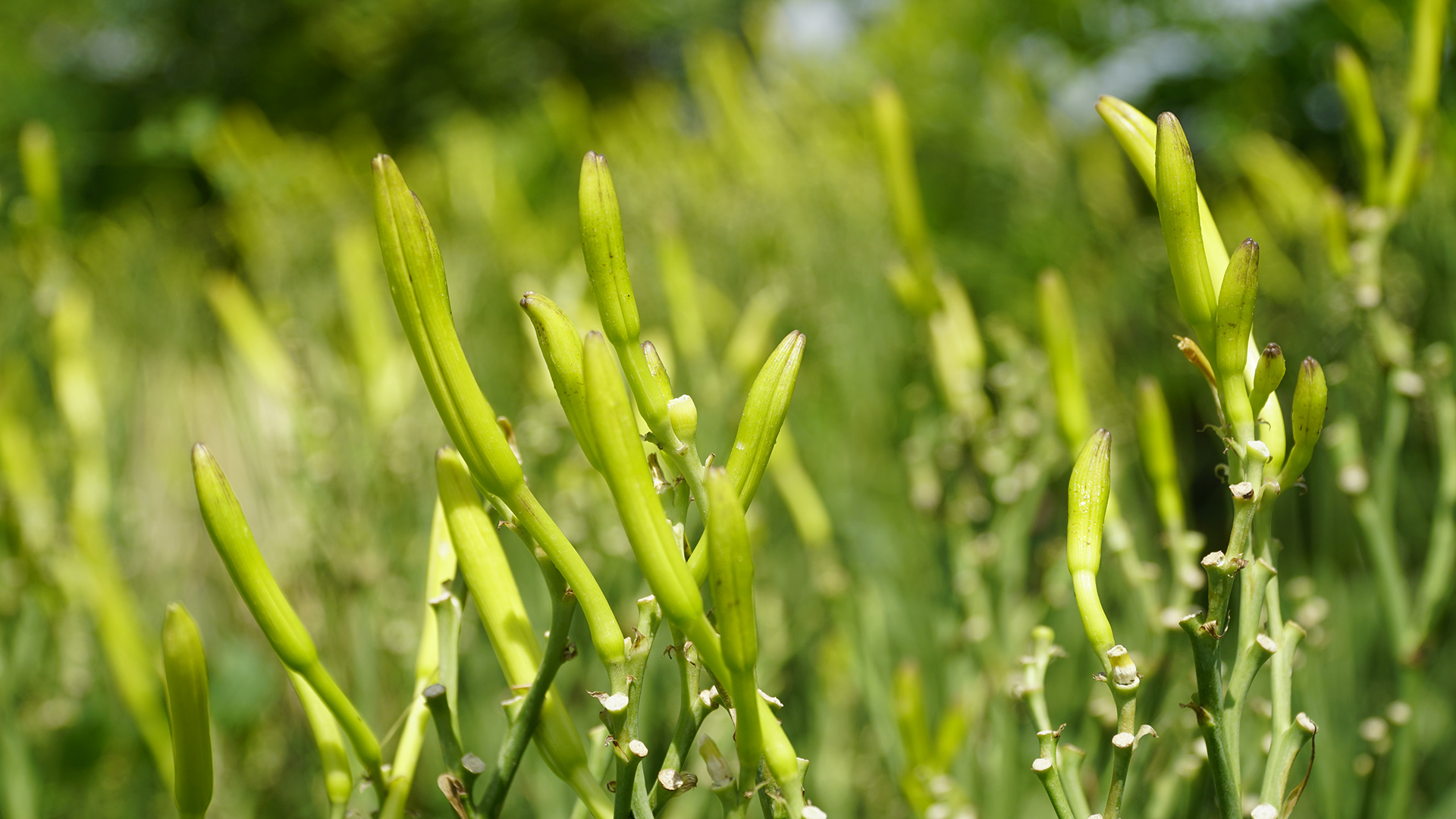 科技赋能助推黄花菜产业提质增效