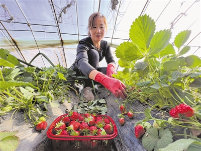 <p>　　毛生红在温棚中摘草莓。</p>
