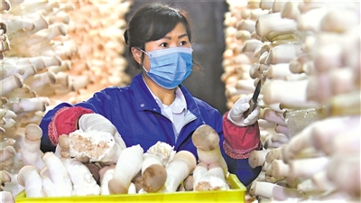 <p>　　采摘蘑菇。			　（彭阳县委宣传部提供）</p>