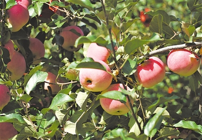 <p>　　红彤彤的苹果挂满枝头。</p>