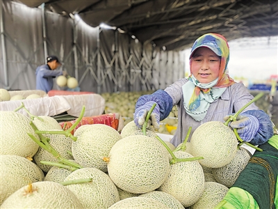 <p>　　夏能公司带动310名移民从事蜜瓜种植。</p>