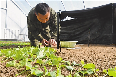 <p>　　12月28日，宁夏天泽晟达农业科技有限公司育种基地的温棚里，技术员将叶片有序插进培养床的沙土中。</p>