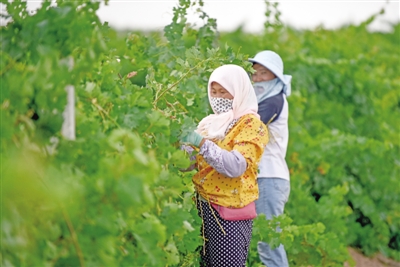<p>　　村民在罗山东麓的同心县韦州镇万亩酿酒葡萄种植基地劳作。</p>