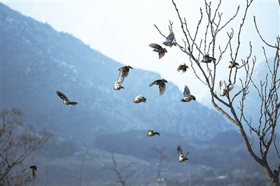     一群灰椋鸟飞翔在山间。