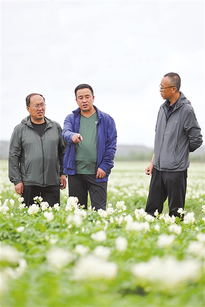 <p>　　固原市原州区中河乡丰堡村马铃薯种植基地，原州区农业技术推广服务中心主任张玉龙（中）和同事检查马铃薯的生长情况。张玉龙表示将加快原州区马铃薯良种繁育体系建设和标准化种植基地建设，促进马铃薯精深加工。</p>