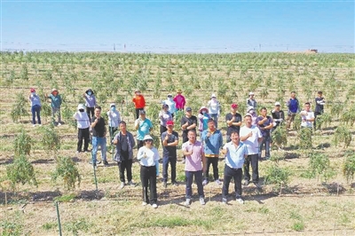 ① 宁夏杞鑫种业有限公司青年突击队参与建设道地中宁枸杞原生态种植示范基地。