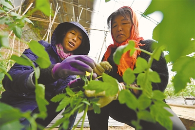 <p>　　白宗英（左）正在指导农户进行科学种植。</p>