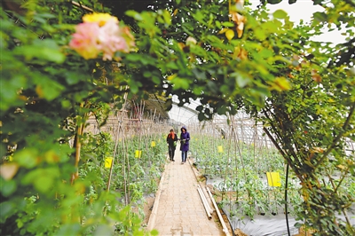 <p>　　郭家桥乡山水沟村种植园区春意盎然。</p>