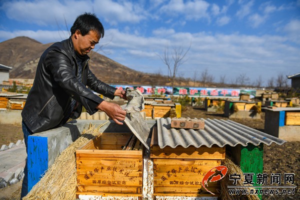 广西蜜蜂养殖 广西蜜蜂养殖地区