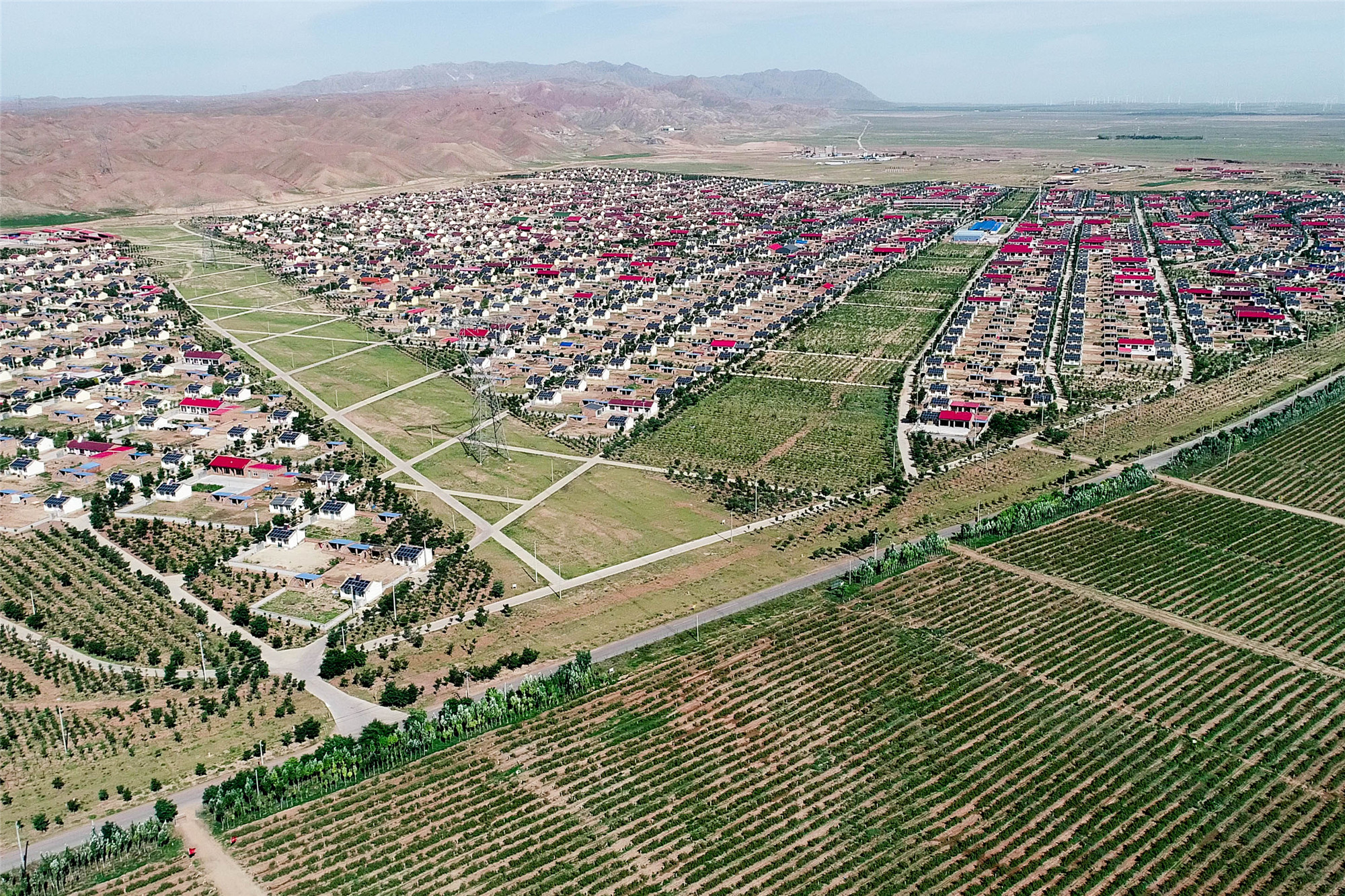 攻坚 决胜全面小康】颗颗红枸杞,圆了同德村村民致富梦-宁夏新闻网