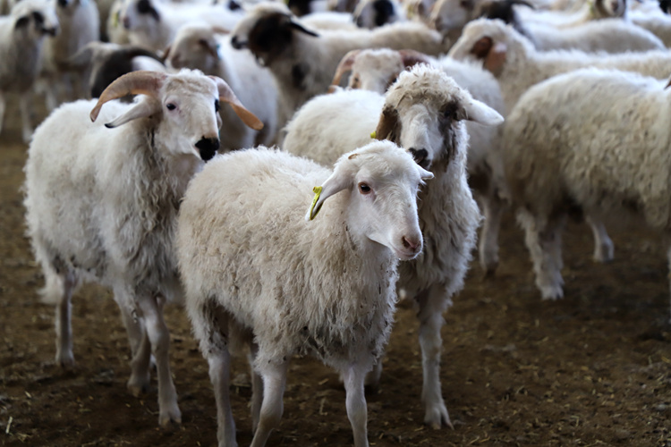 乡味宁夏羊中贵族盐池滩羊