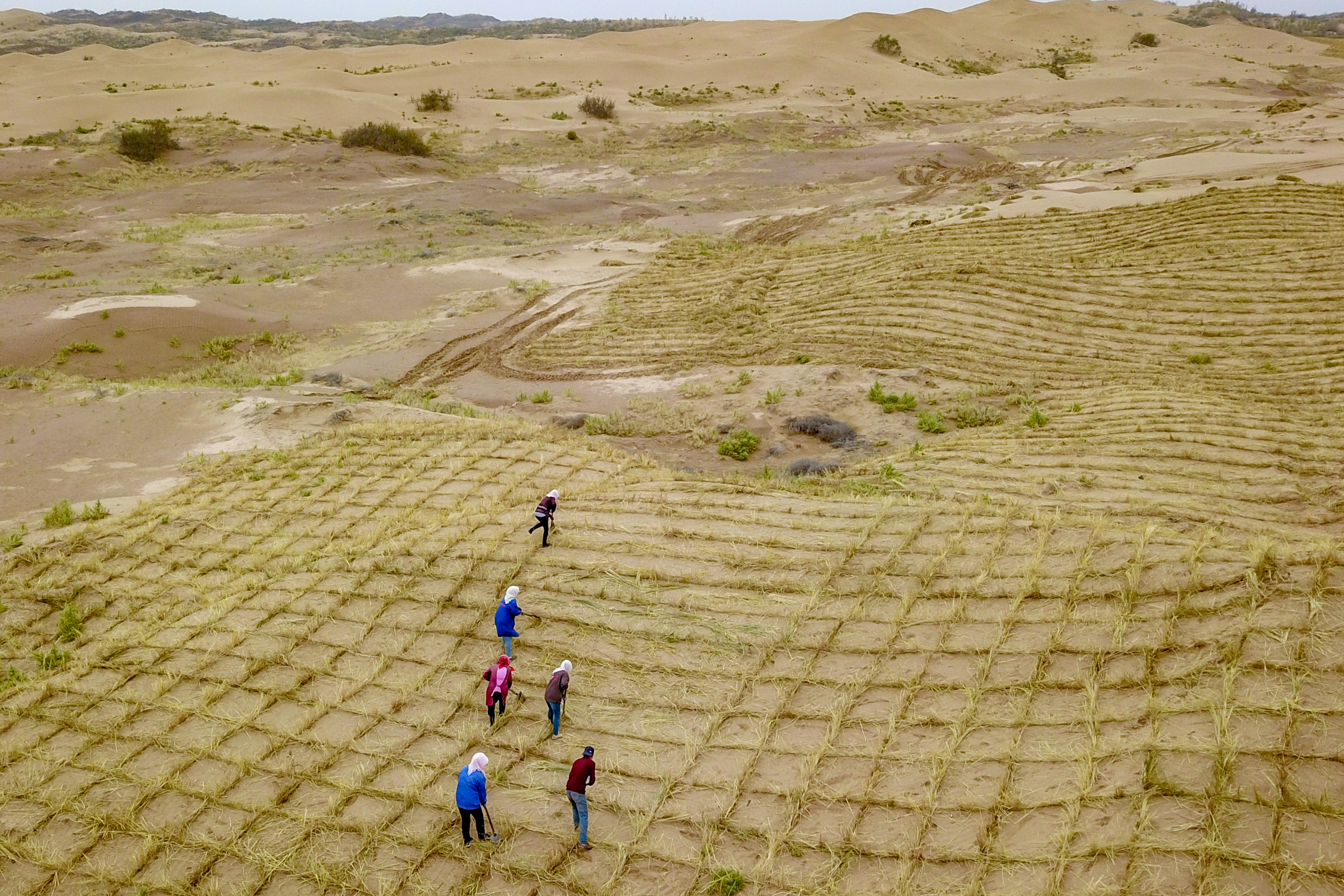 深秋白芨滩治沙忙-宁夏新闻网