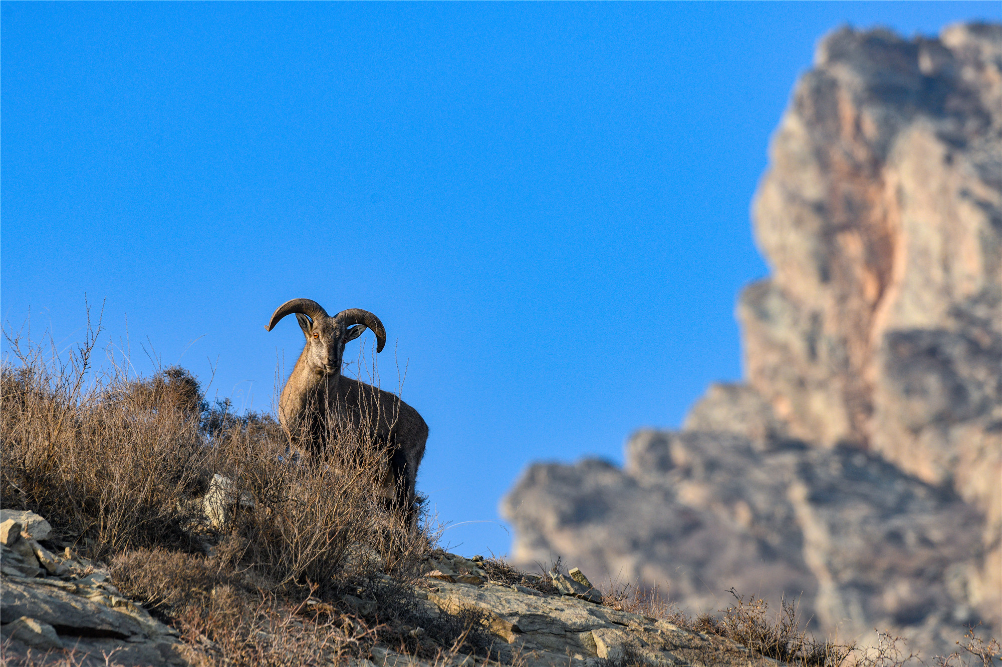 岩羊,贺兰山间灵巧的精灵