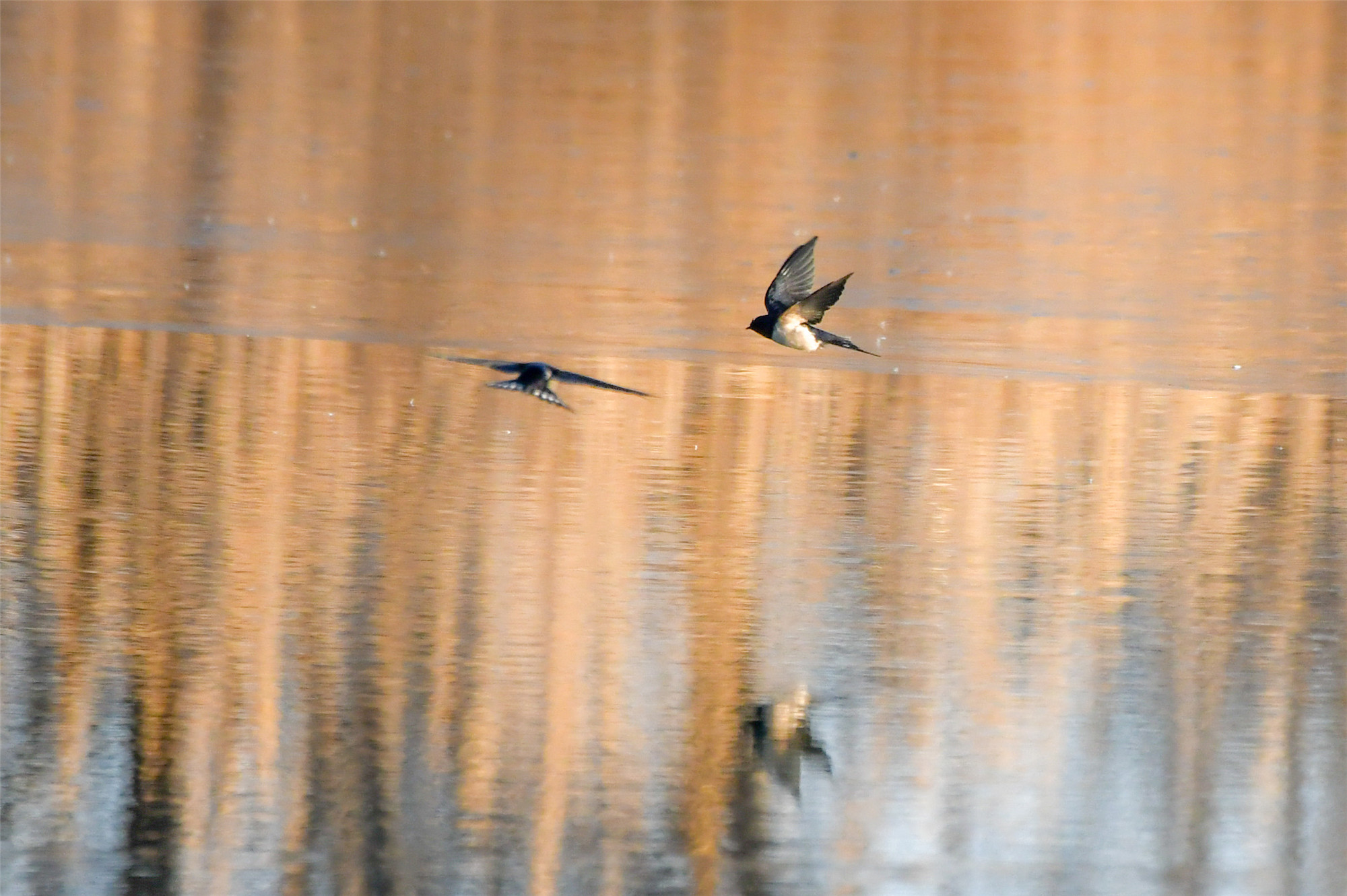 燕子低飞的图片清晰图片
