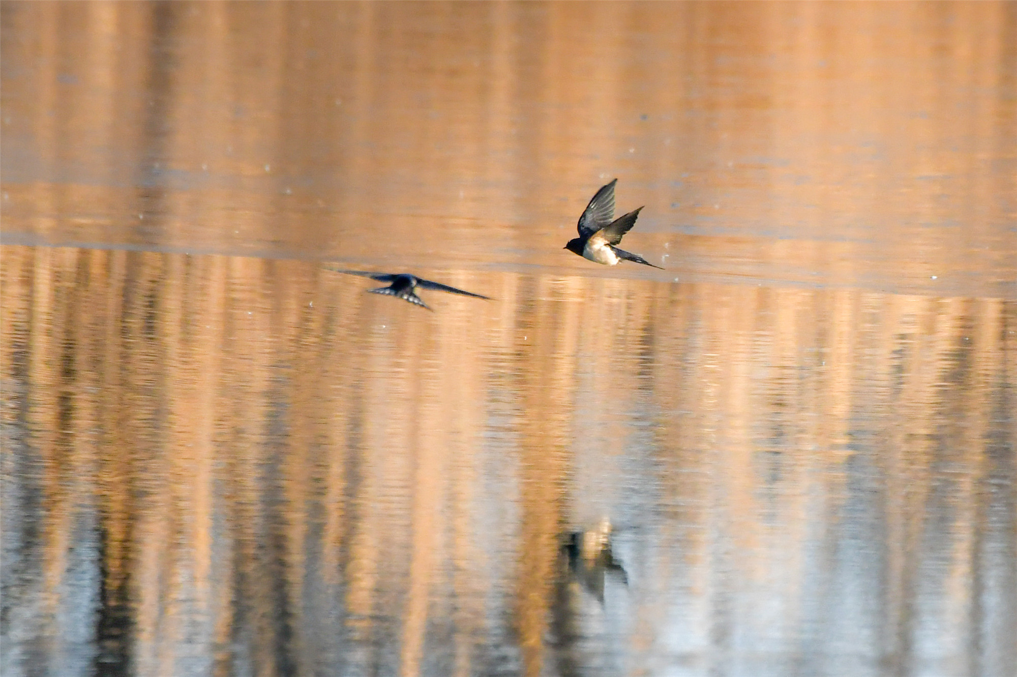 大冬天银川燕子飞