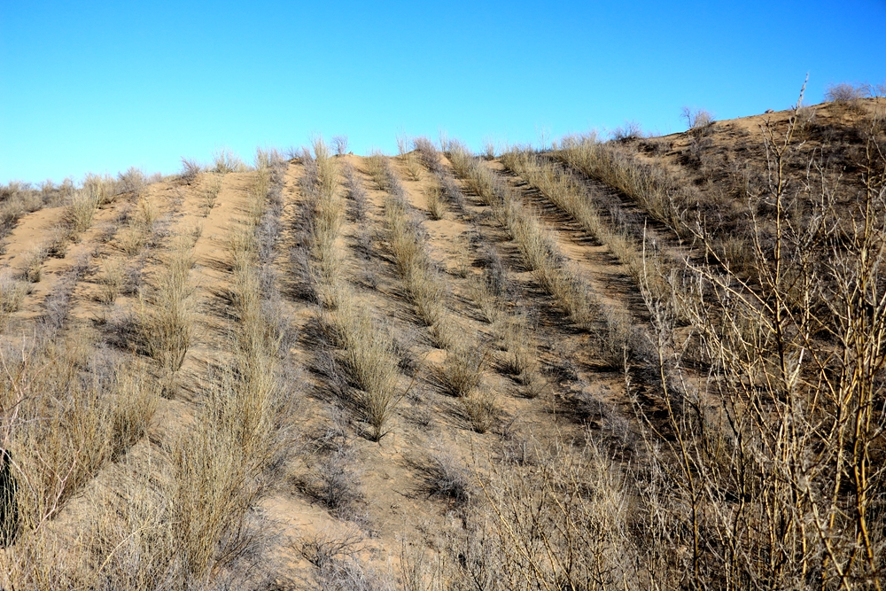 宁夏了不起国际研修班学员点赞宁夏治沙成就